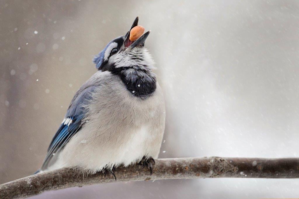 Blue Jay