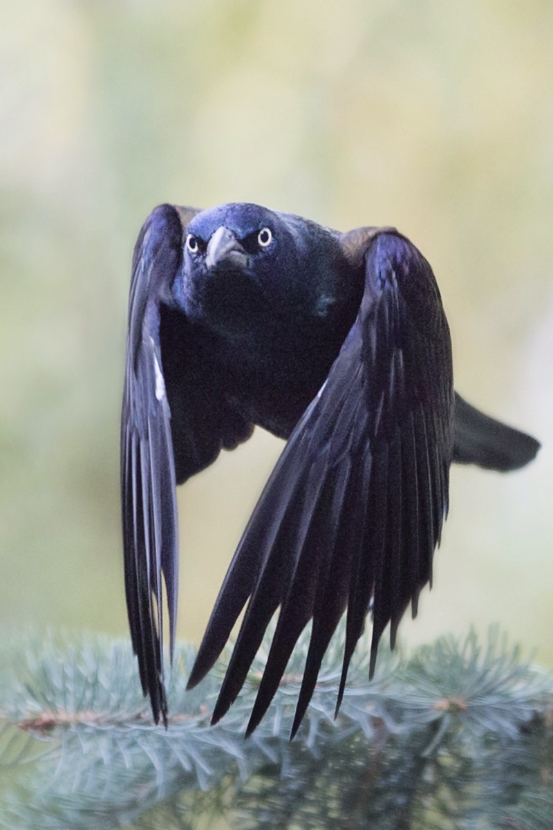 Common Grackle