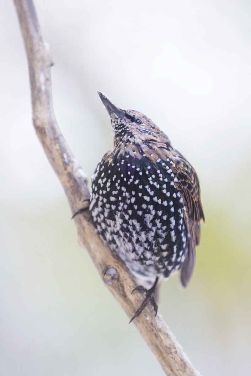 European Starling