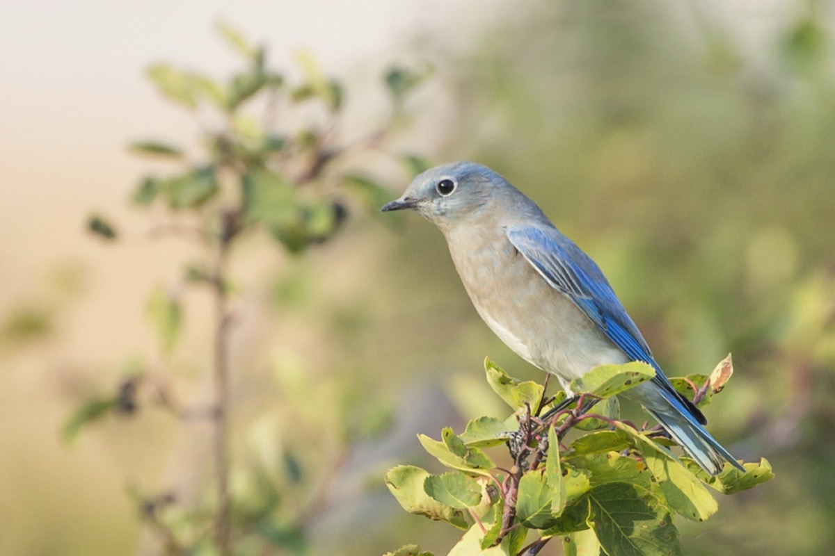 Mountain Bluebird