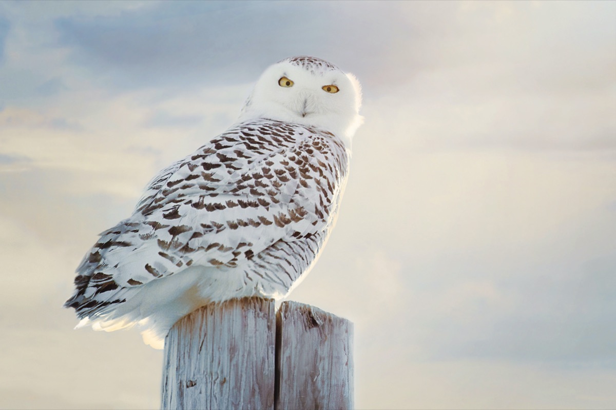 Snowy Owl