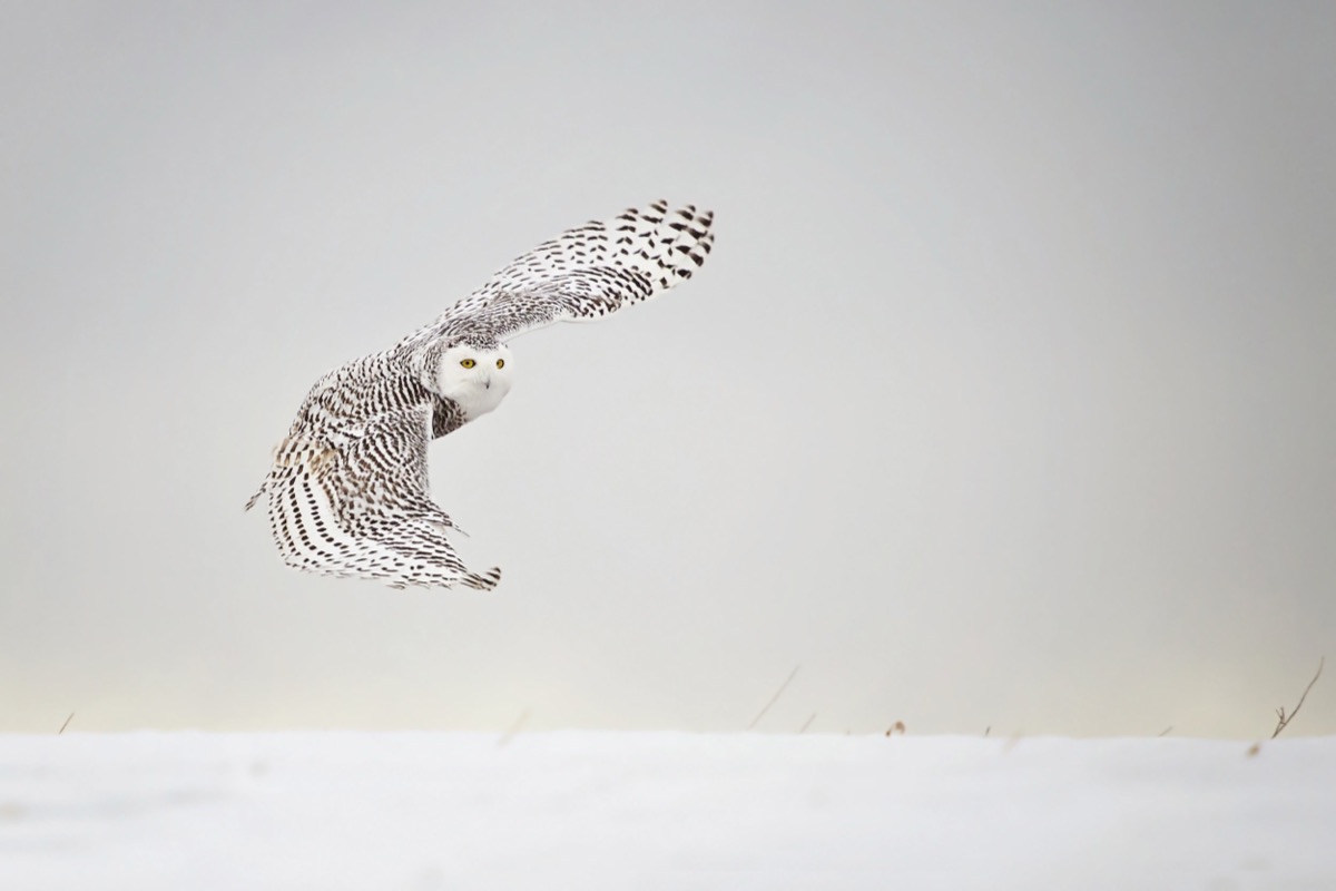 Snowy Owl