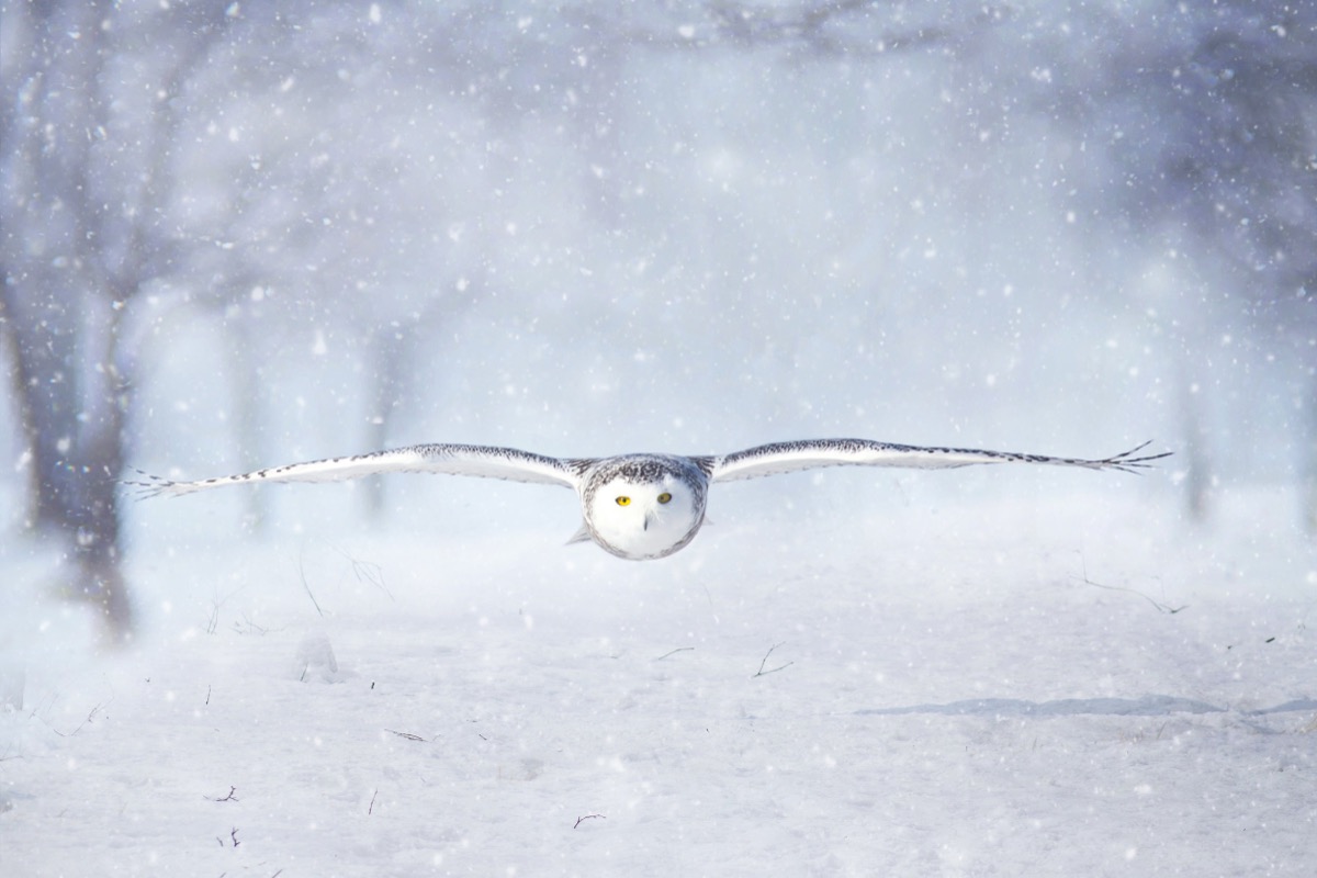 Snowy Owl