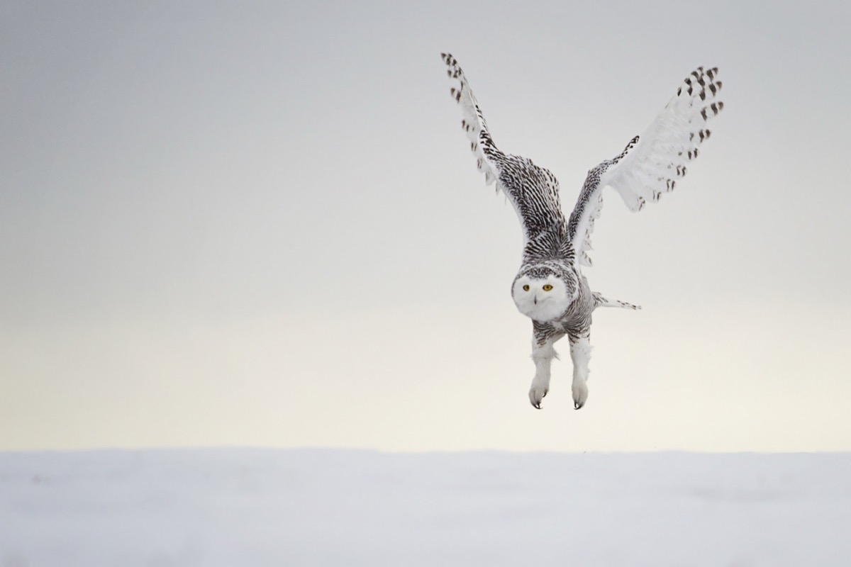 Snowy Owl