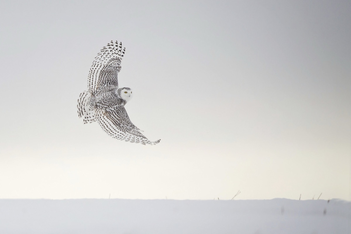 Snowy Owl
