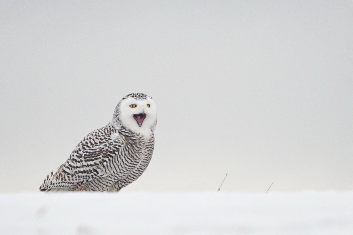 Snowy Owl