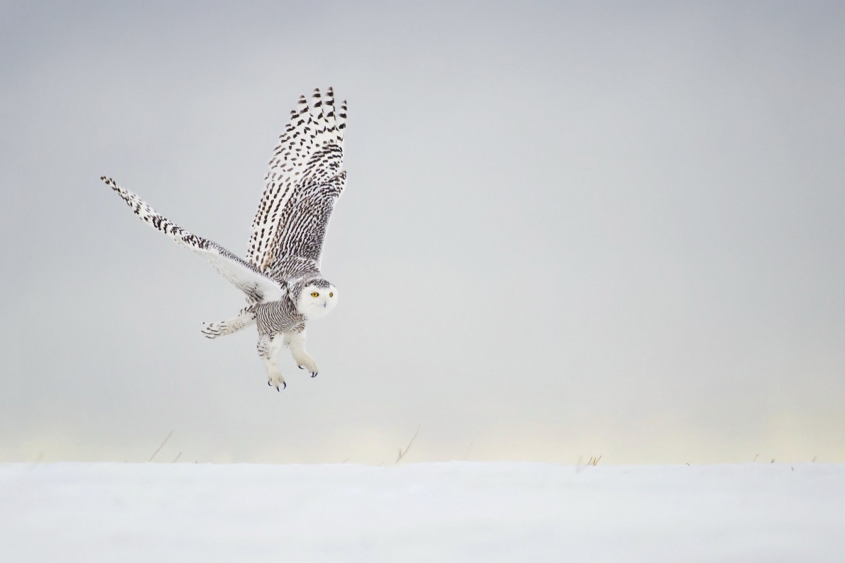 Snowy Owl