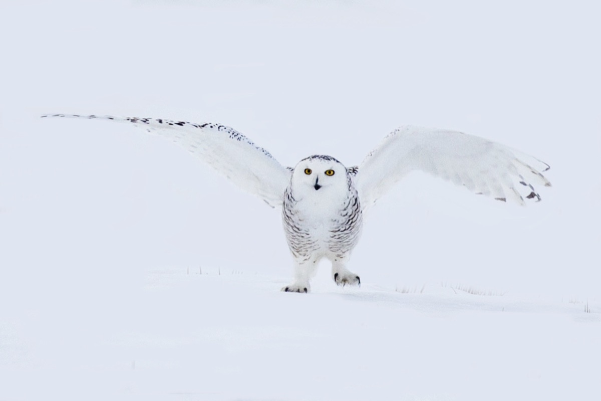 Snowy Owl