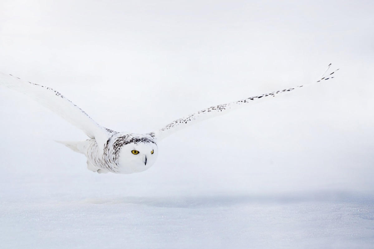 Snowy Owl