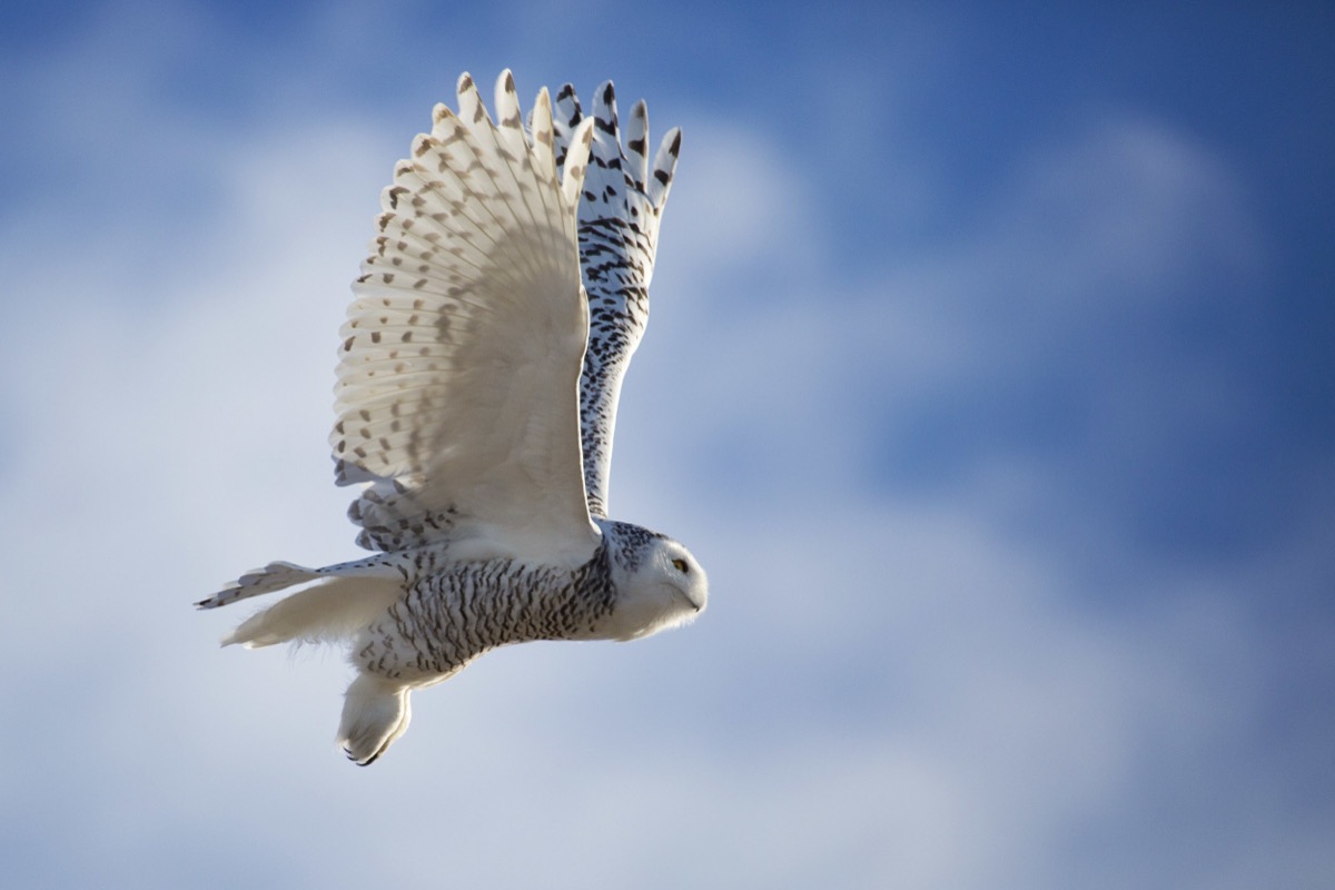 Snowy Owl