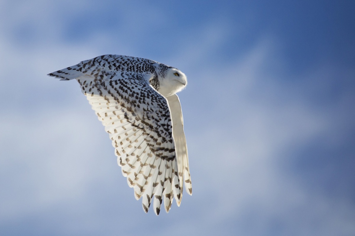 Snowy Owl