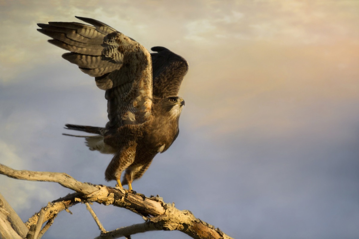Dark Phase Swainson's Hawk