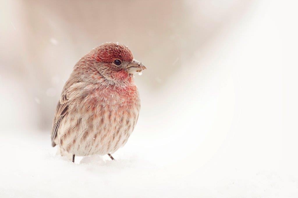 House Finch
