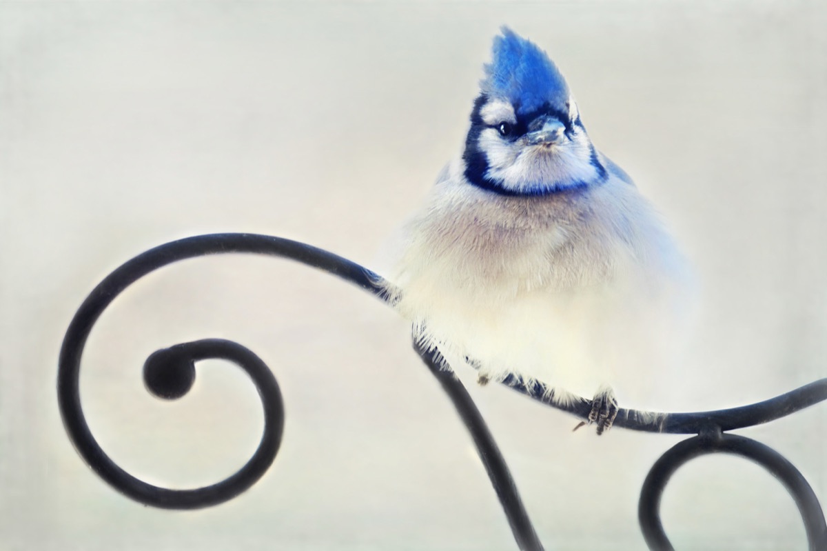 Blue Jay