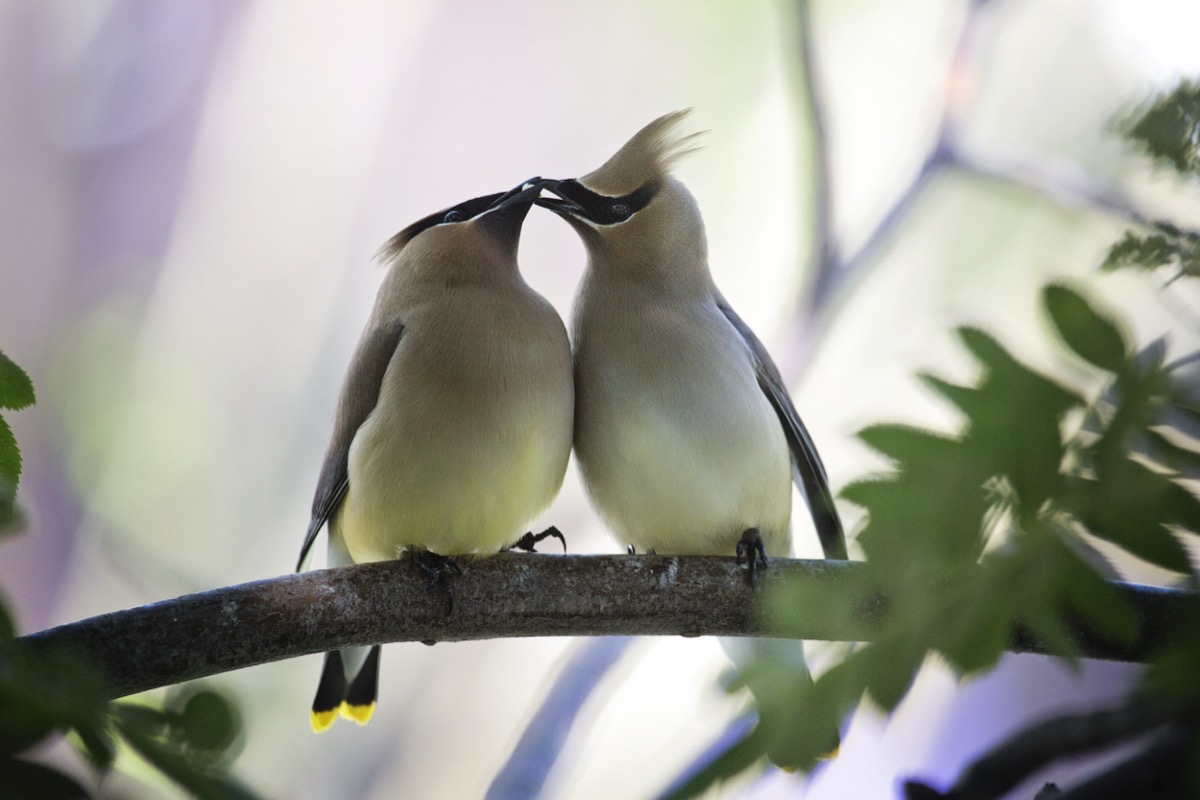 Cedar Waxwings