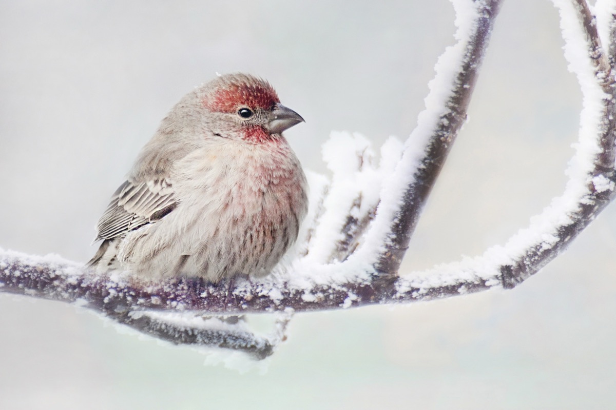 House Finch