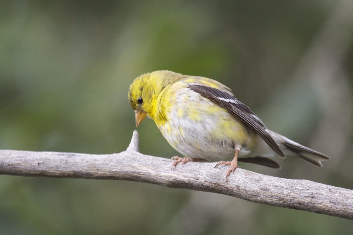 American Goldfinch