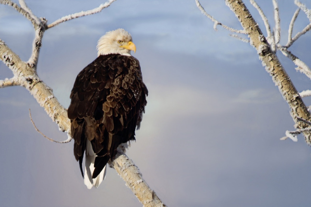 Bald Eagle