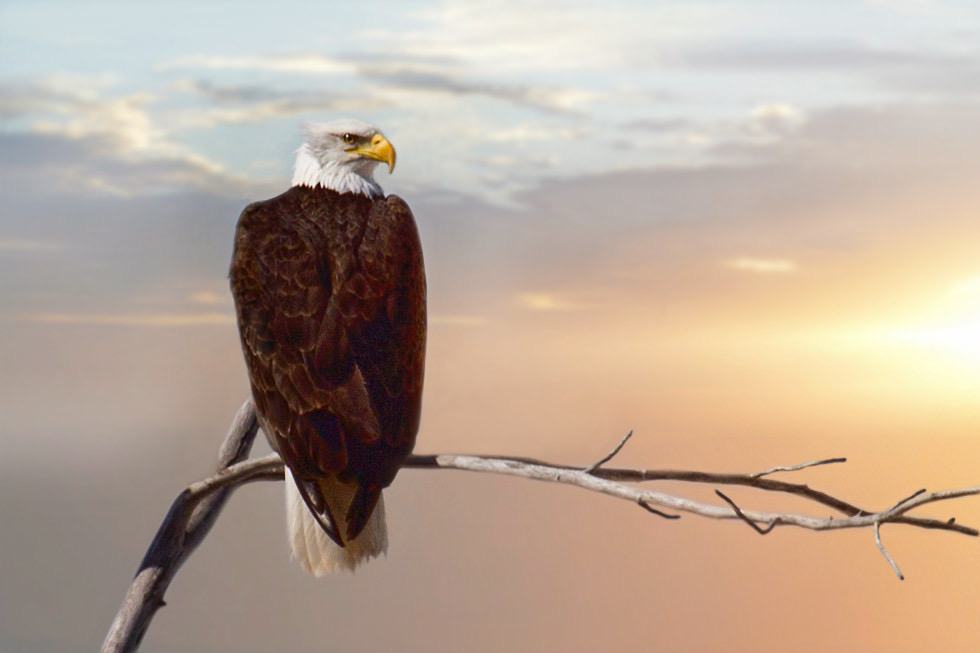 Bald Eagle