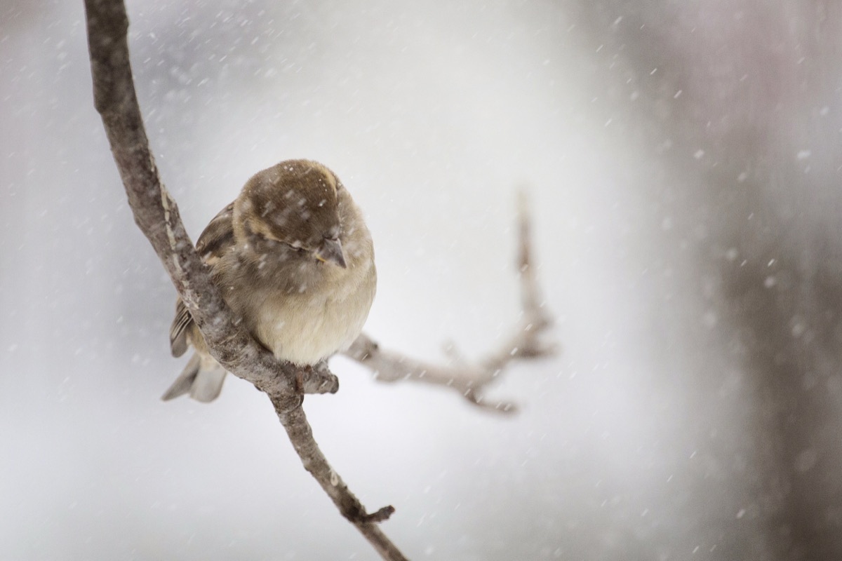 House Sparrow