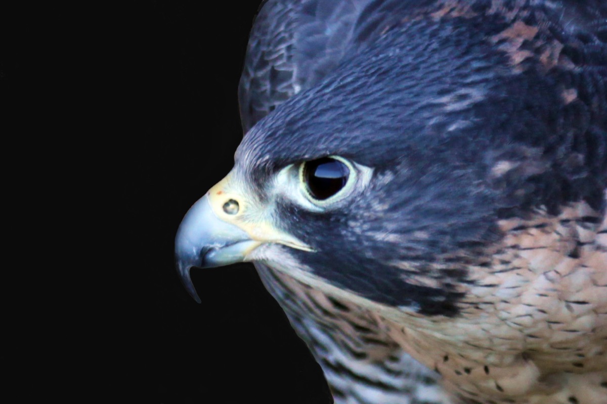 Peregrine Falcon