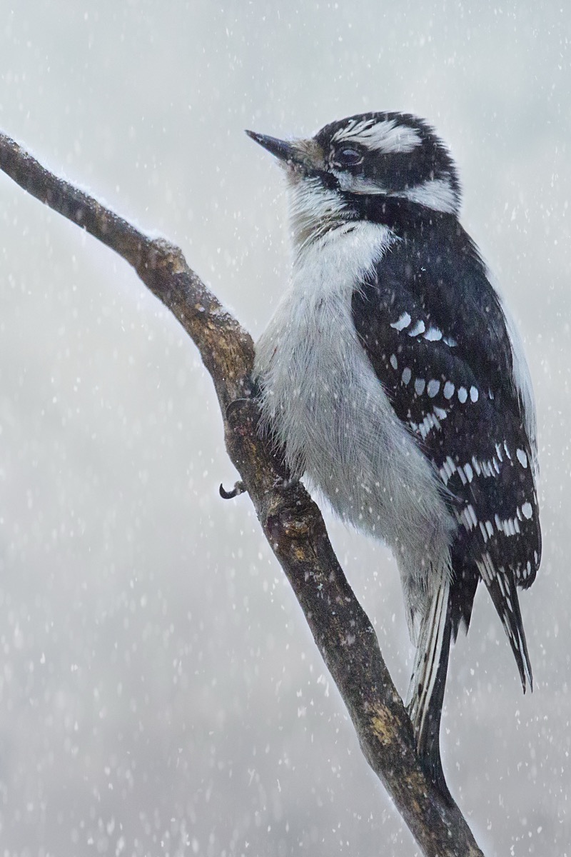 Downy Woodpecker