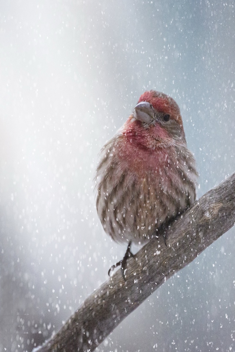 Male House Finch